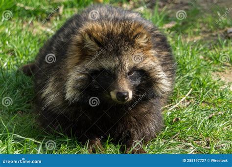 Are Japanese Raccoon Dog Endangered