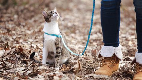 Can Cats Be Walked On A Leash | Detroit Chinatown