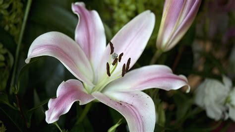 Most Beautiful Lily Flower | Best Flower Site