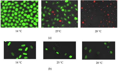 Shape-Shifted Red Blood Cells: A Novel Red Blood Cell Stage?