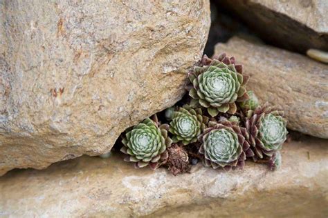 Hens And Chicks Varieties