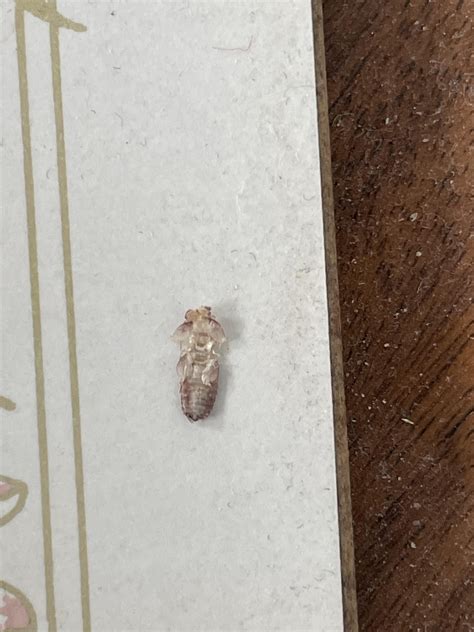 Could this be a bed bug shed skin? : r/Bedbugs