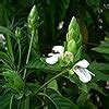 SENECIO Vasaka, Adusa, Justicia Adhatoda, Ardusi-Malabar Nut, Ayurvedic ...