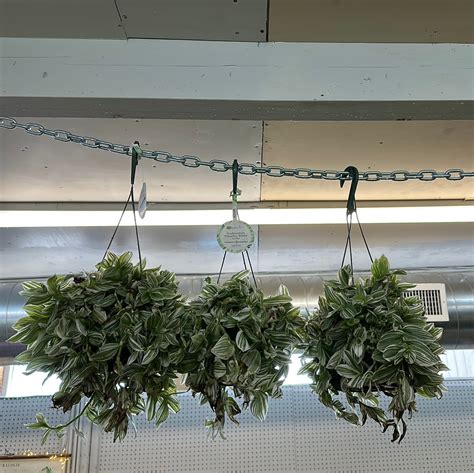 Tradescantia 'Pistachio White' 6" HB - Inch Plant – Kent East Hill Nursery