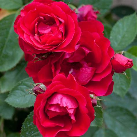 Famous Garden Live Red Rose/Gulab Flower Plant With Pot - Decorative ...