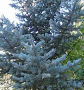 Image result for Picea Meyeri