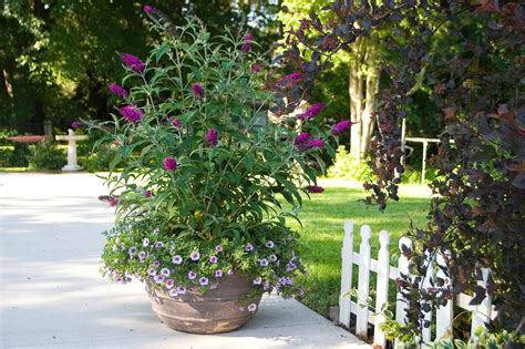 Can Butterfly Bush Grow in Pots | Great Garden Plants – ButterflyBushes.com