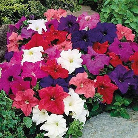 ario Petunia Star Pro Flower Mix Seed Price in India - Buy ario Petunia ...