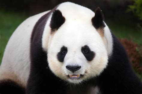 大熊猫和小熊猫有什么区别_两种不同的动物 - 工作号