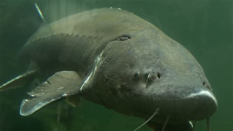 Bonneville Lock, Dam & Fish Hatchery