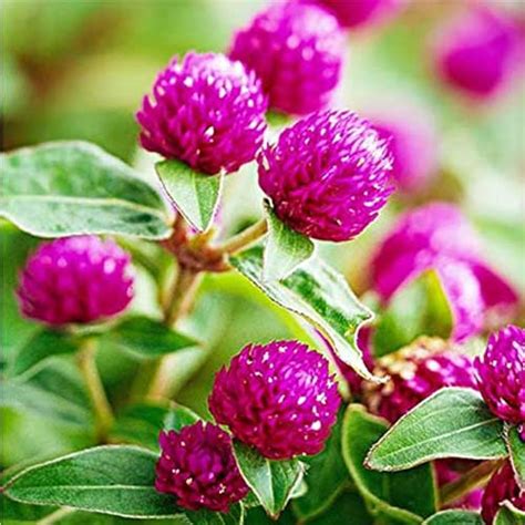 Gomphrena Purple Globe Amaranth Seeds – Vibrant Winter Blooms for Pots ...