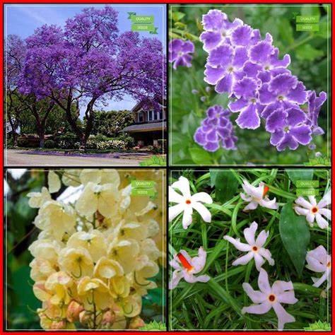OhhSome Garden Decoration Combo Tree Seeds : Jacaranda, Duranta ...
