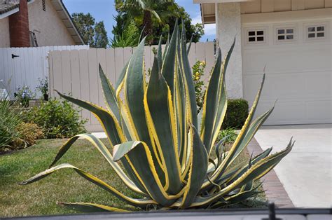Agave americana 'Variegata'
