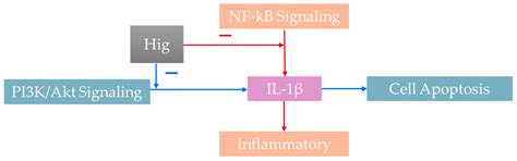 A Narrative Review on Higenamine: Pharmacological Properties and ...