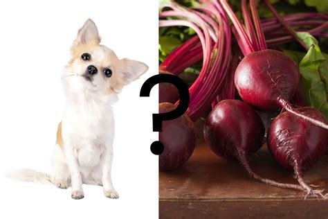 Dogs And Beets at Brenda Bradley blog