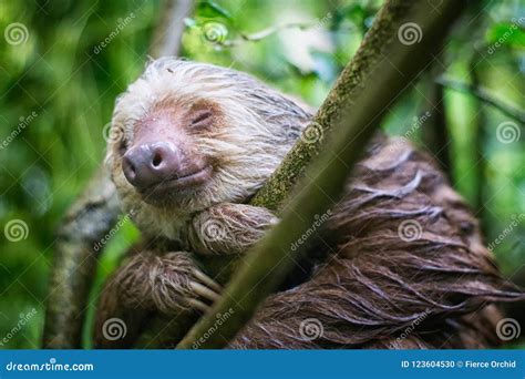 Wet Sloth Smiles in Punta Uva, Costa Rican Rainforest Stock Photo ...