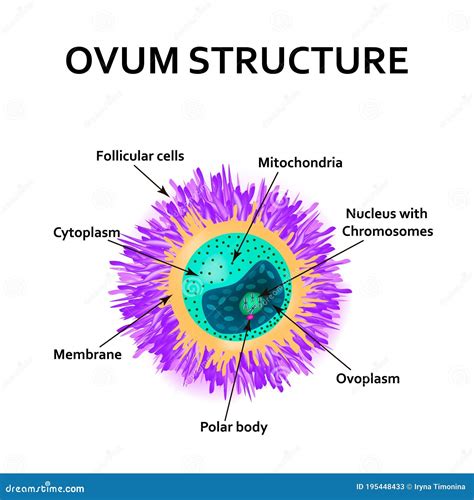 The Structure of the Egg. Ovum Anatomy Stock Vector - Illustration of anatomy, cell: 195448433
