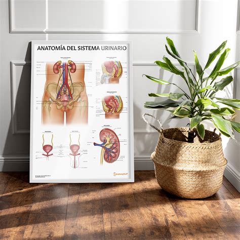 Anatomía del Sistema Urinario Poster | Spanish Urinary Chart – AnatomyStuff