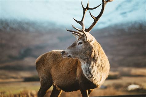 Scottish Wildlife - Animals & Attractions in Scotland | VisitScotland
