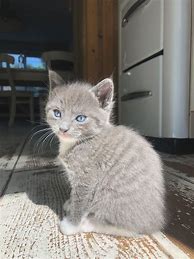 Image result for Cute Blue Eyed Kitten