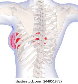 Bing Ai Art Mammary 的图像结果