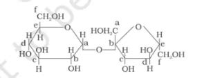 Structure of a disaccharide formed by glucose