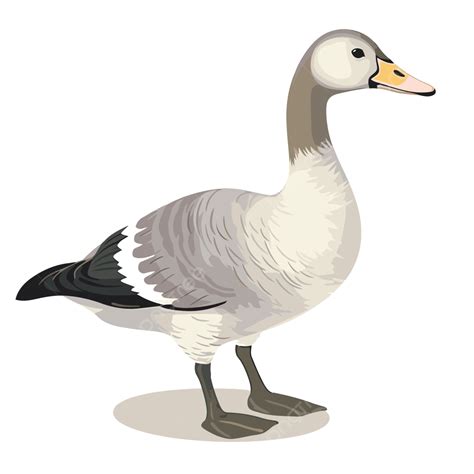 Clipart Goose