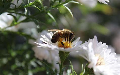 有关蜜蜂的知识有哪些？ - 蜜蜂知识 - 酷蜜蜂