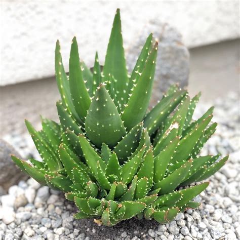 Types Of Aloe Plants With Spikes at Carol Her blog