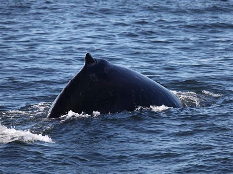 The 2017 Whale Watching Season Is Underway – Humpbacks & Orca Whales | Seattle | Anacortes ...