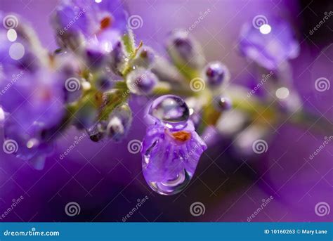 Lavender Rain stock image. Image of flora, lavender, closeup - 10160263