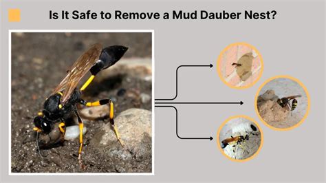 How to Get Rid of Mud Dauber Nests: Safe Removal Tips