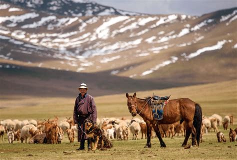 Mongolian Steppe Animals