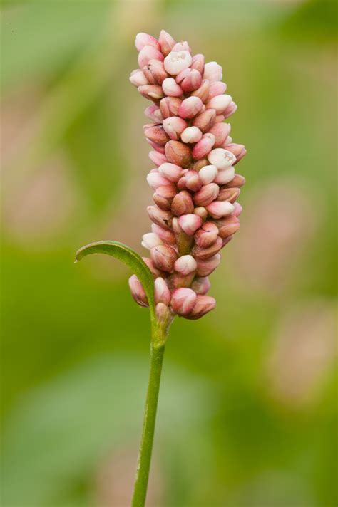 Persicaria Maculosa