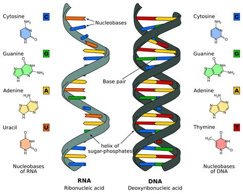 Image result for DNA Replication Explained