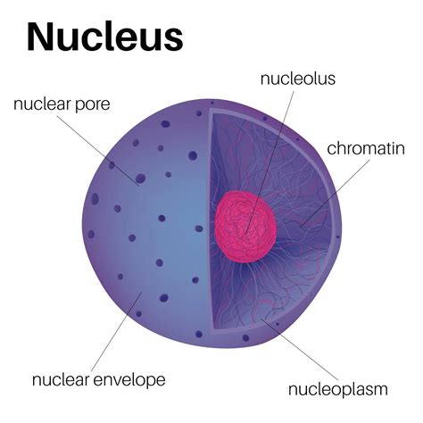 Nucleus Structure And Functions Alevel Biology Revision Notes Nucleus