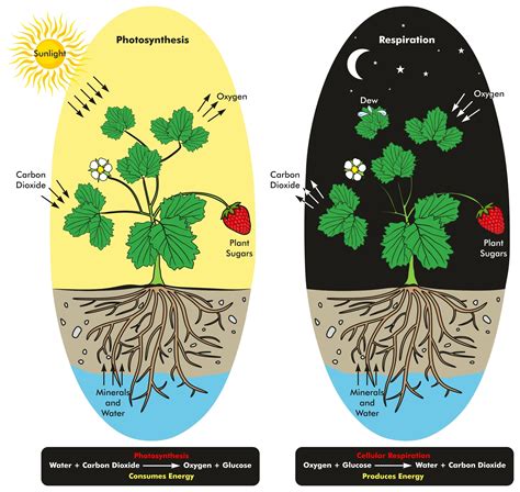 Cellular Respiration In Plants Diagram