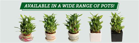 Nurturing Green Lucky Bamboo Plant (3 Layer) in White Ceramic Pot (Size ...