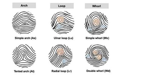 Image result for Basic Patterns of Fingerprints