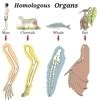 Differentiate between Homologous and Analogous Organs , with examples ...