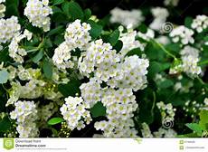 fiori profumati da giardino cespuglio di fioritura con i fiori bianchi fotografia fiori profumati da giardino cespuglio di fioritura con i fiori bianchi fotografia