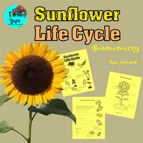 Sunflower Life Cycle | Biomimicry Project Based Learning STEAM NGSS ...