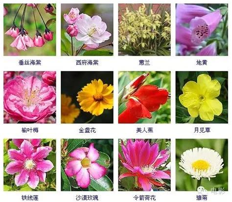 植物图片及名称大全（花友整理了150种观花植物）_环球信息网