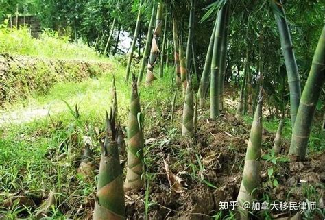 6华人组团偷挖竹笋，被一锅端！大温华妇强闯民居 - 知乎