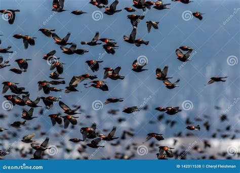 Red Winged Blackbirds Fly in Amazing Formation Over Farmlands Stock Photo - Image of natural ... - migration of red winged blackbird