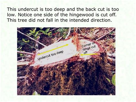 Image result for Felling Tree Undercut