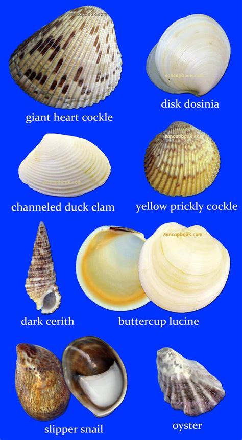 Sancapstar Shell Guide | Shells, Seashell identification, Sea shells