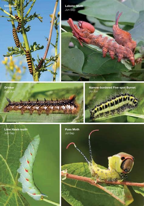 Free Printable Caterpillar Identification Charts [PDF]