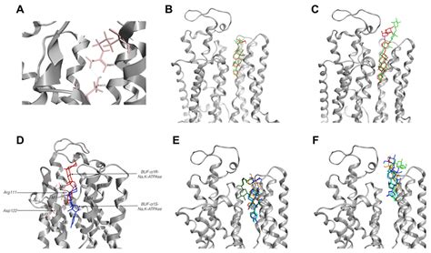 Depth of the Steroid Core Location Determines the Mode of Na,K-ATPase ...