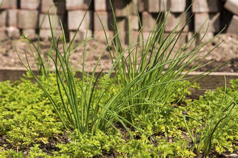 Parsley Companion Planting: Learn About Plants That Grow Well With ...